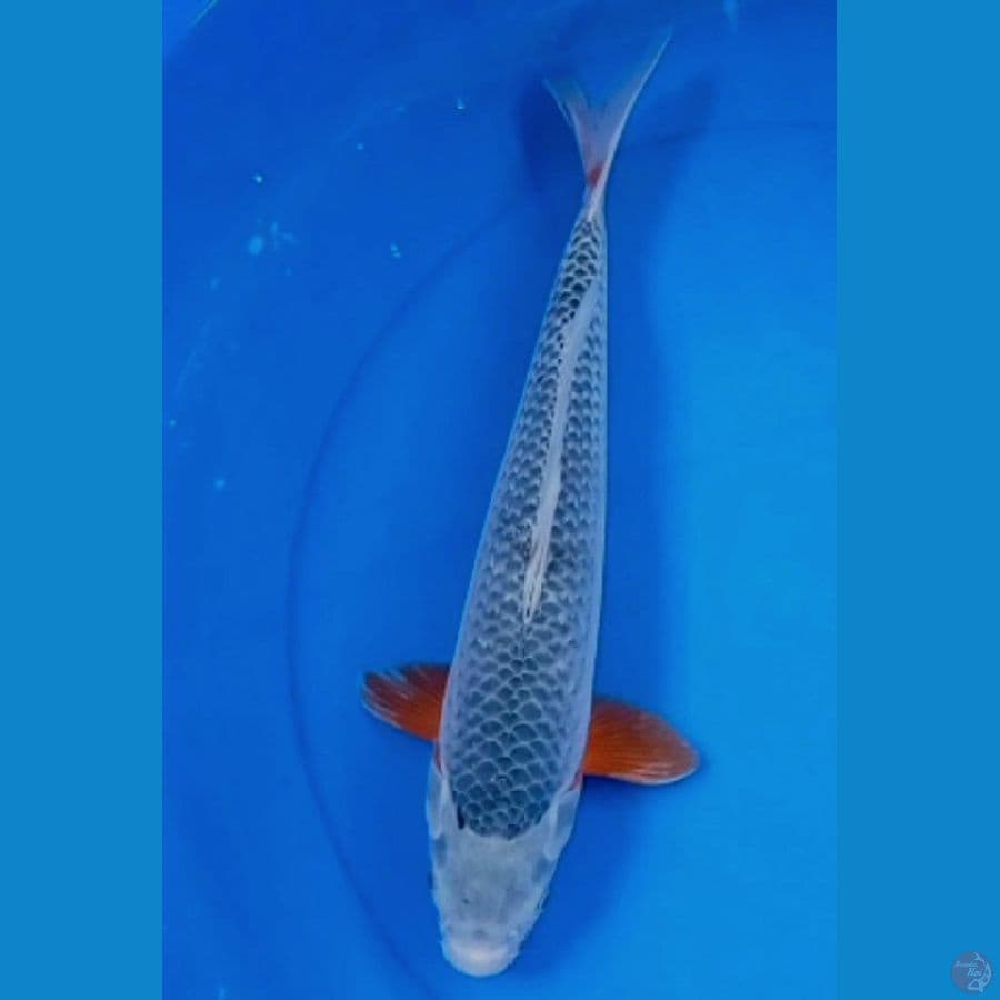 38 cm