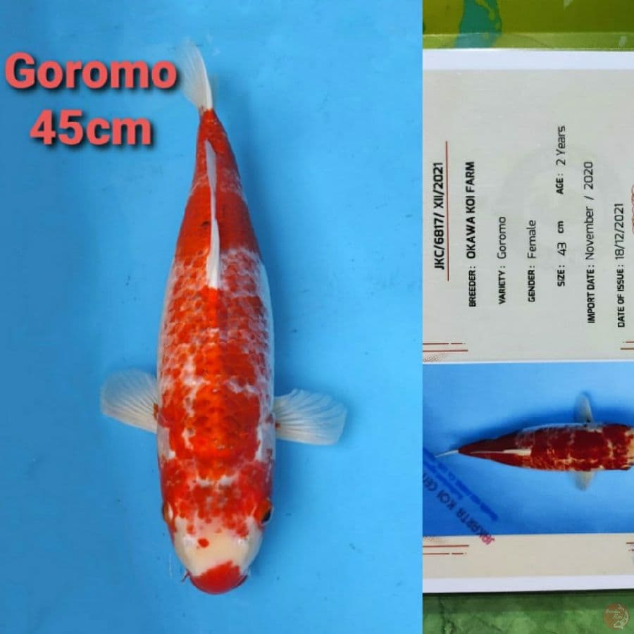 OKAWA GOROMO 45CM SERTI