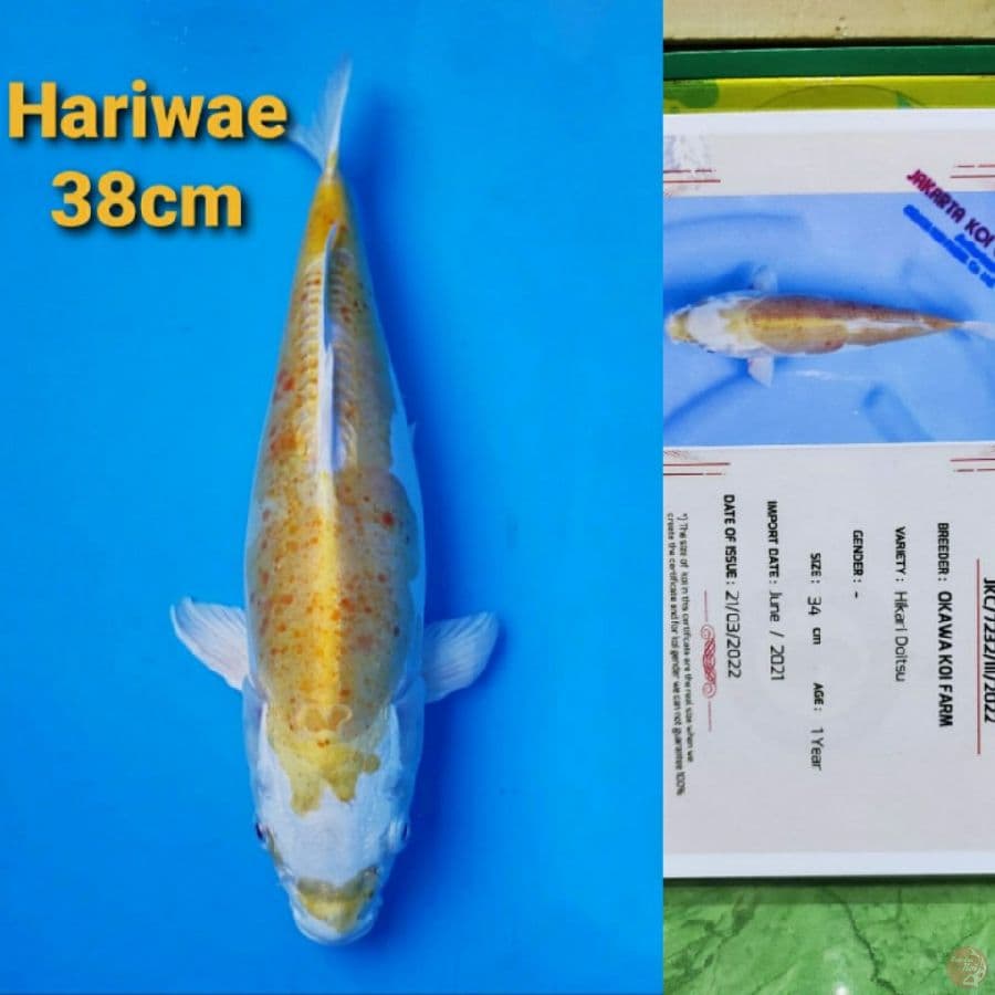 OKAWA HARIWAKE 38CM SERTI