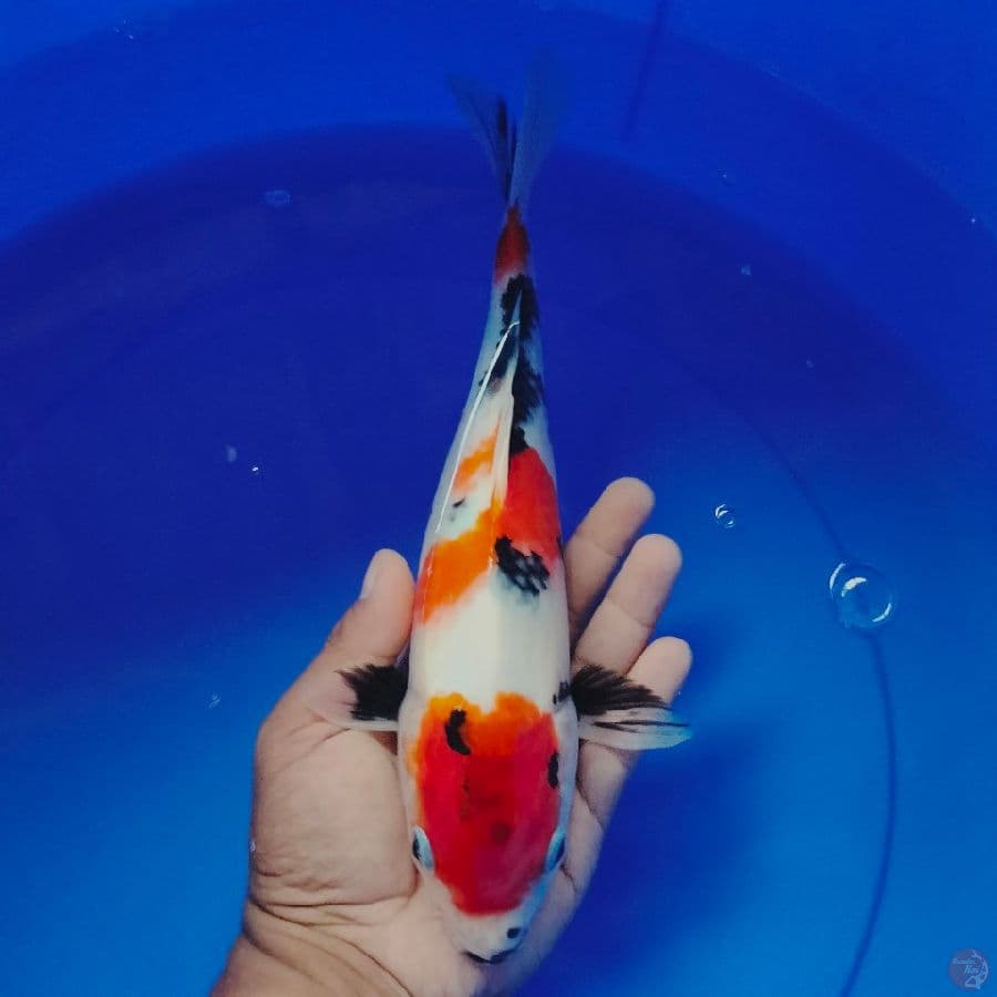 SHOWA 30 CM