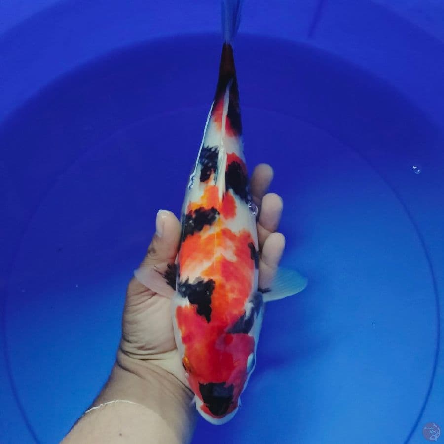SHOWA 34CM