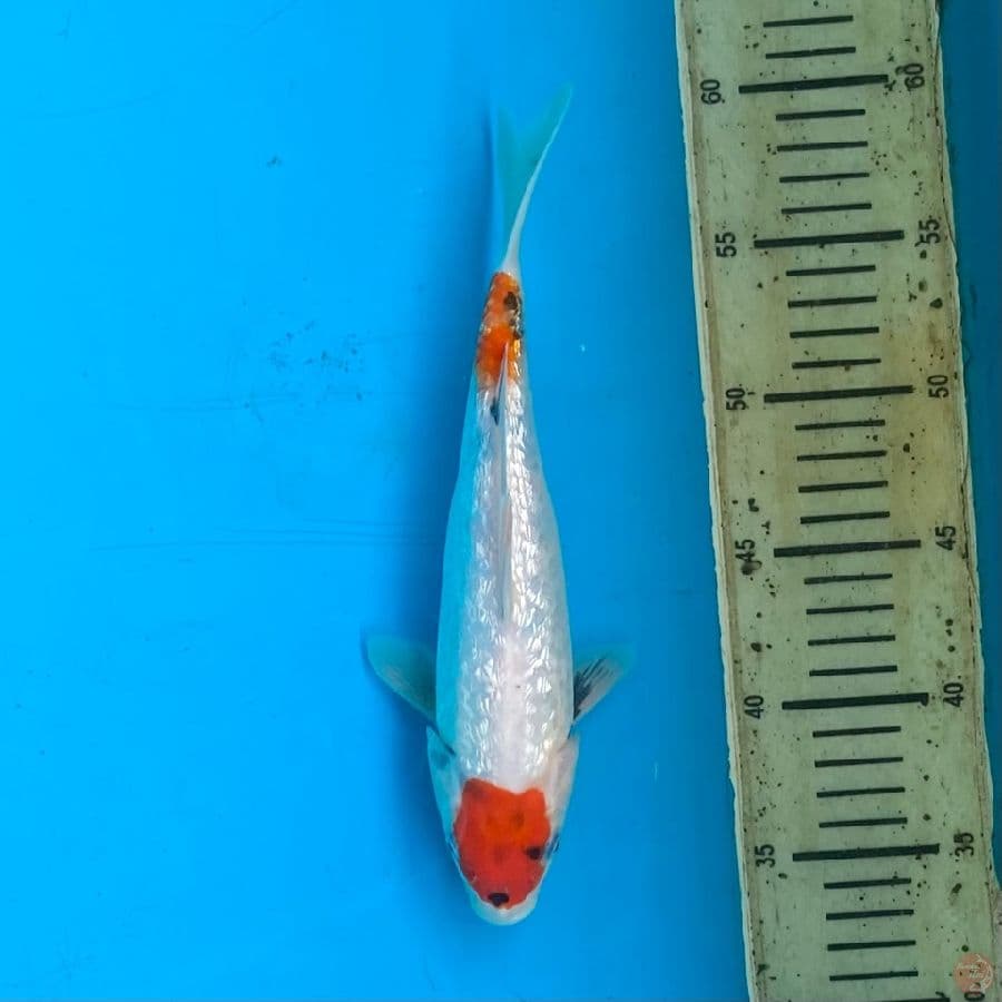 maruten showa ginrin M 26cm