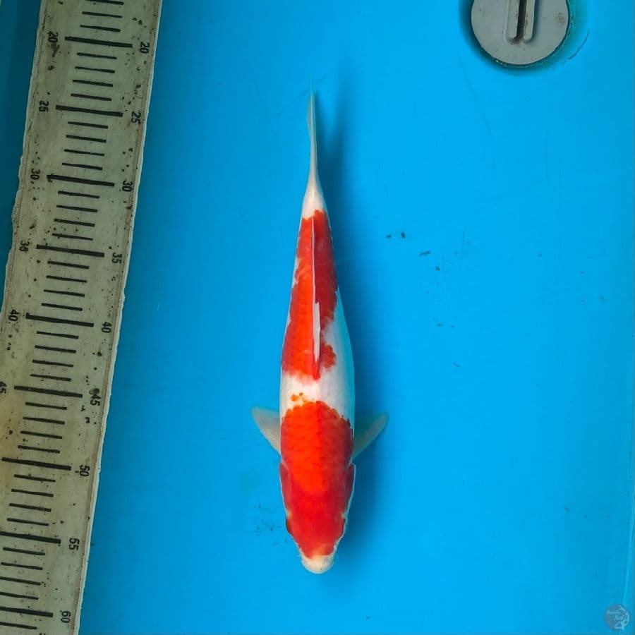 kohaku M 33cm