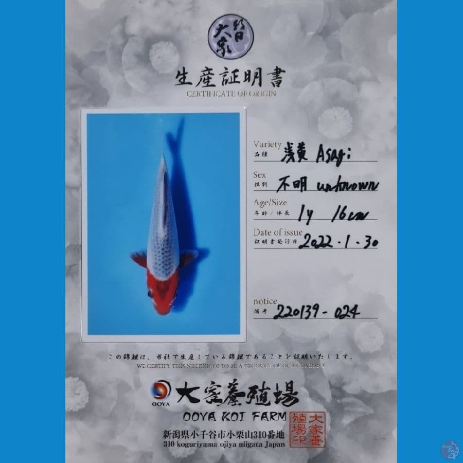 ASAGI OOYA KOI FARM