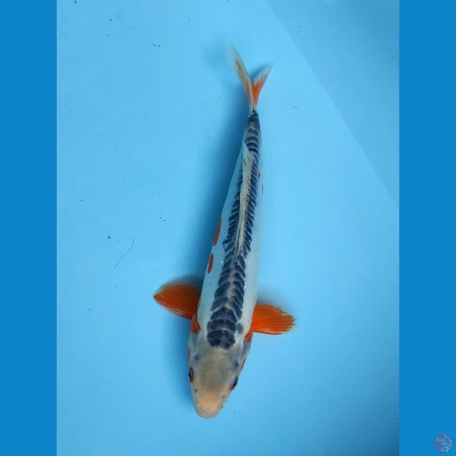 SHUSUI 31Cm