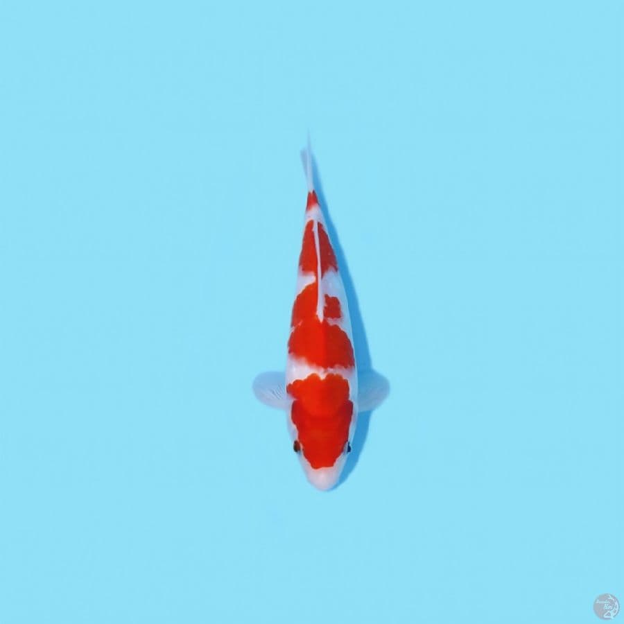 KOHAKU HQ 26 CM - MALE