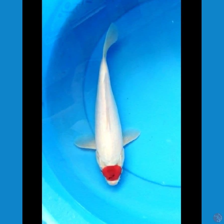 Tancho 30 cm
