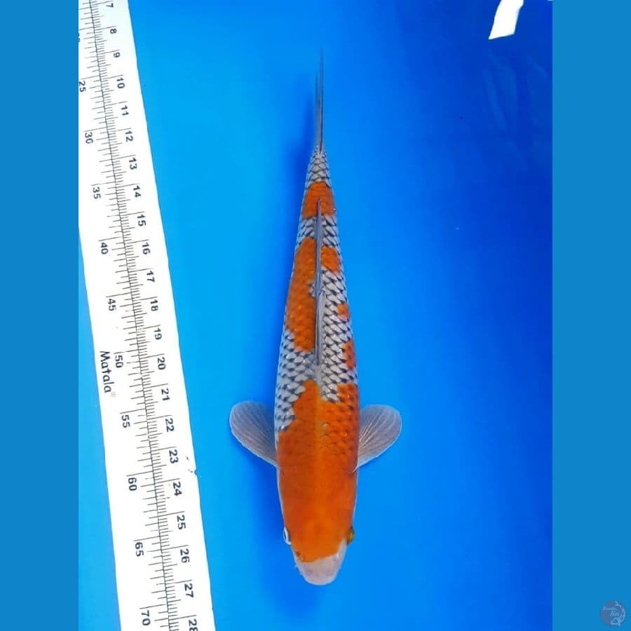 OCHIBA SQ 40 CM JANTAN KUALITAS