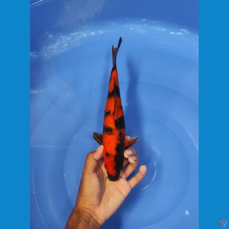 28 CM ~ UTSURI