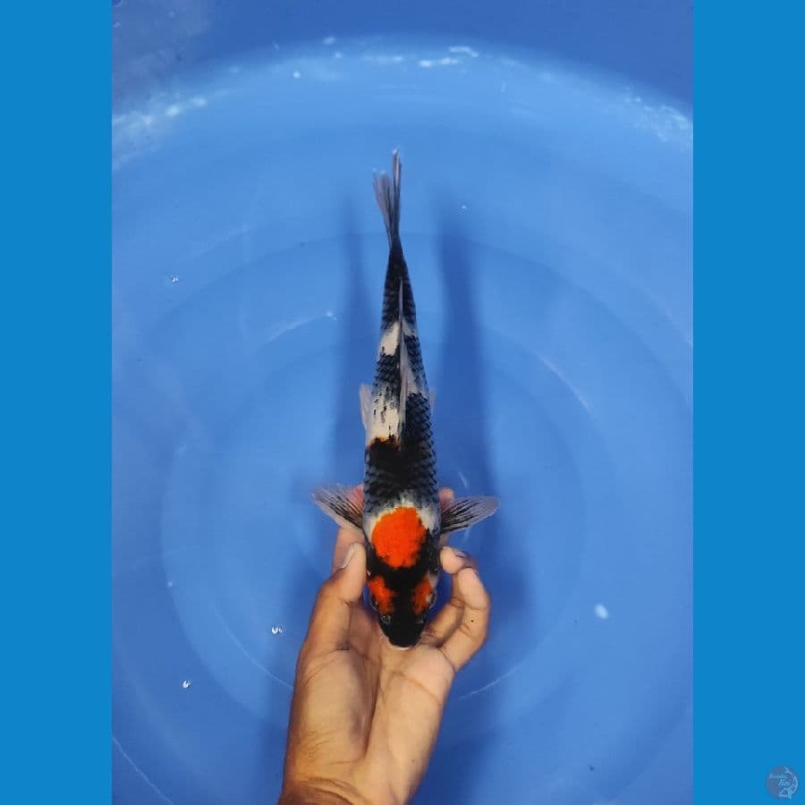 30 CM ~ TANCO SHOWA