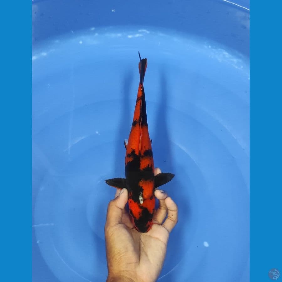 28 CM ~ UTSURI