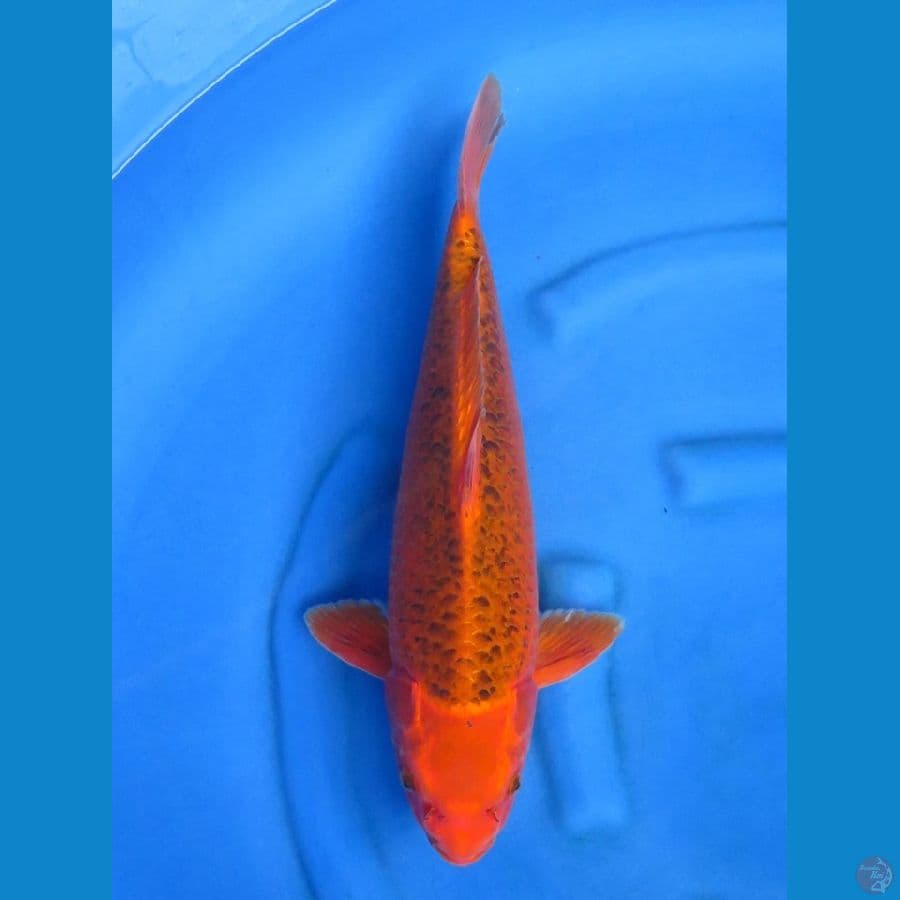 46cm - Matsuba Jantan