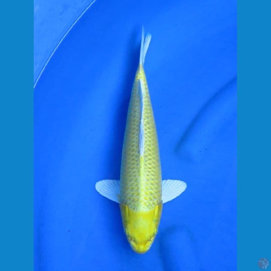 35cm - Ogon Jantan