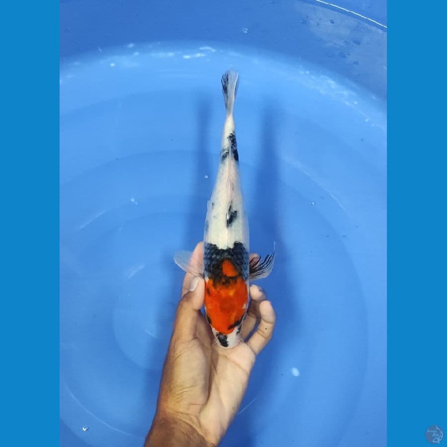 28 CM ~ TANCO SHOWA