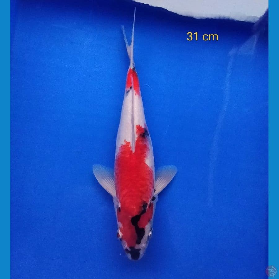 showa 31 cm