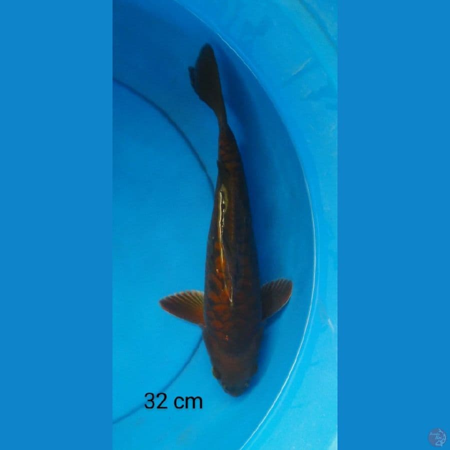chagoi sisik naga 32 cm