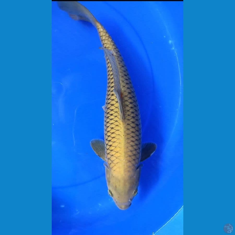 Midori 42cm