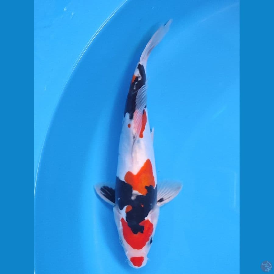 SHOWA DOITSU HQ ~27CM/MALE~