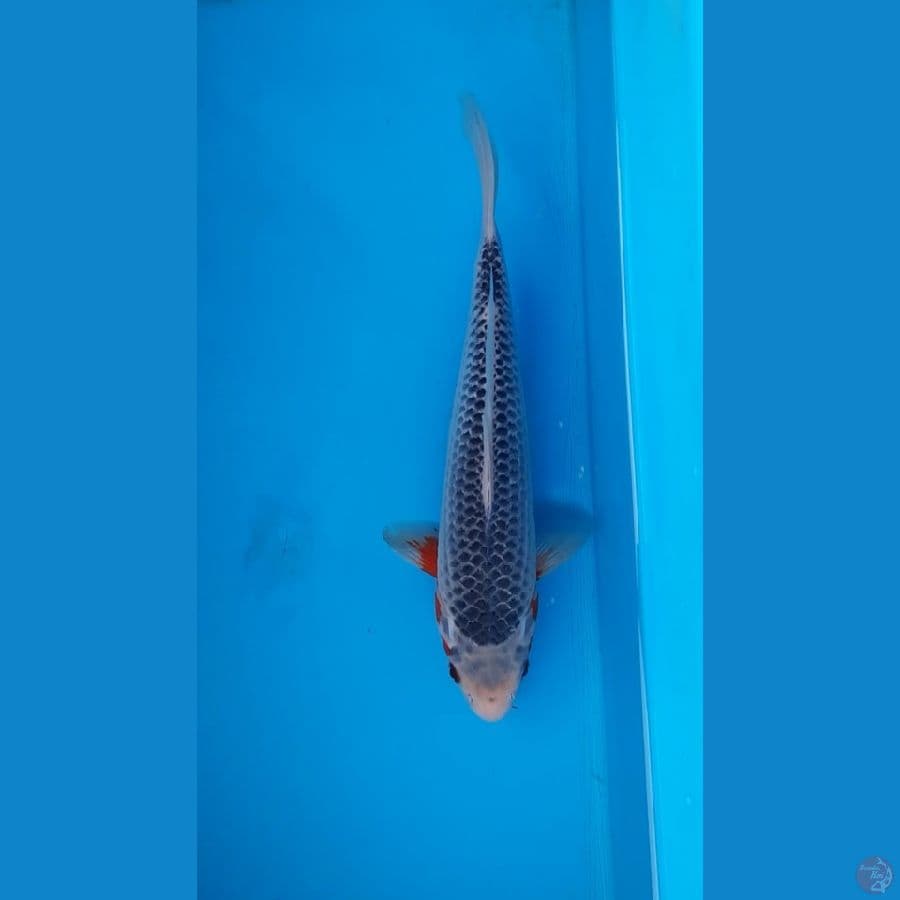 asagi kepala tidak simetris