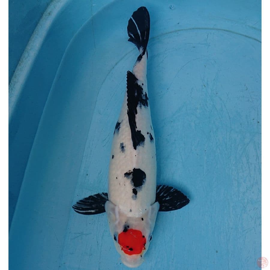 TANCHO 38 CM