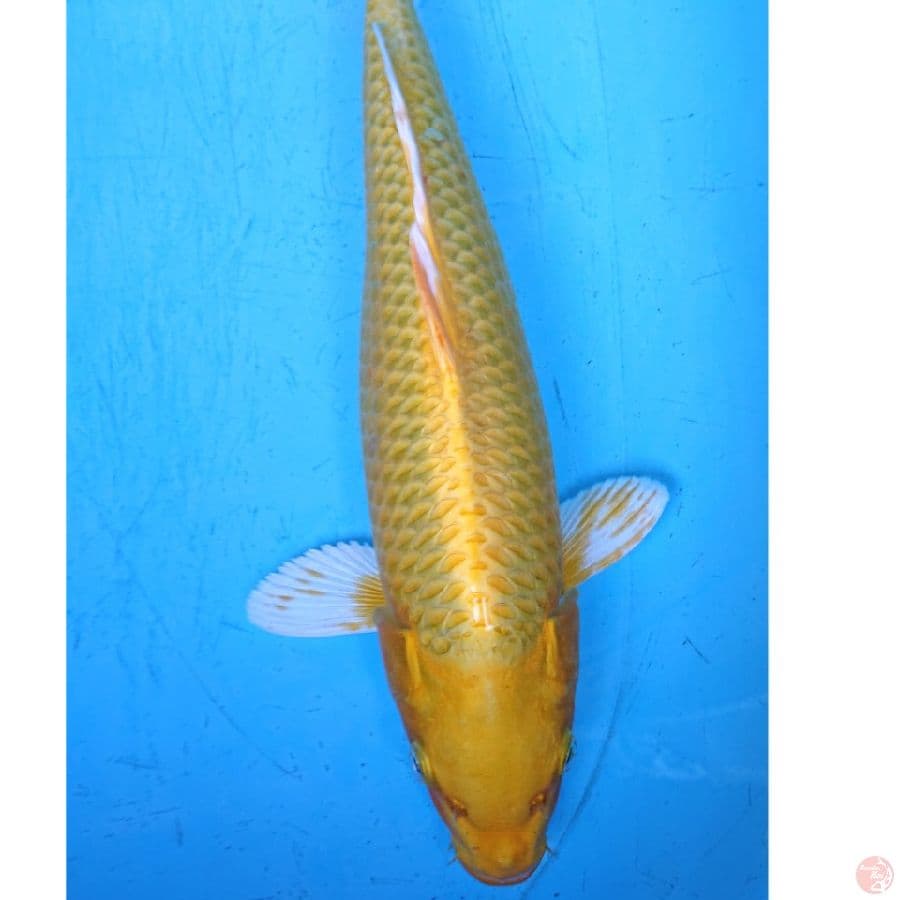 YAMABUKI OGON 40 CM