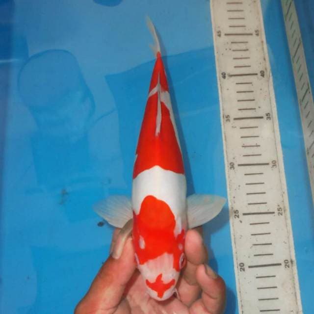 KOHAKU DOITSU MURNI
