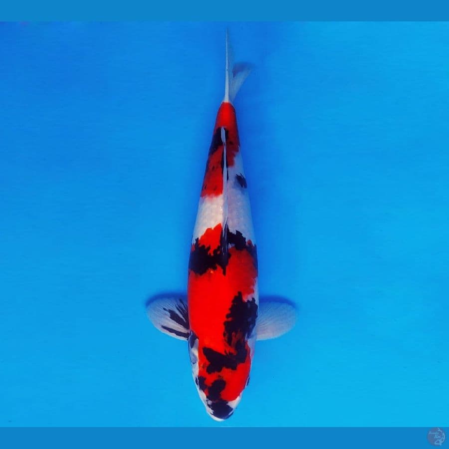 MAGOI 3 - SHOWA 40 cm/male ®