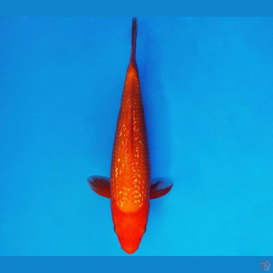 MAGOI 6 - AKA HAJIRO 24 cm/fm ®