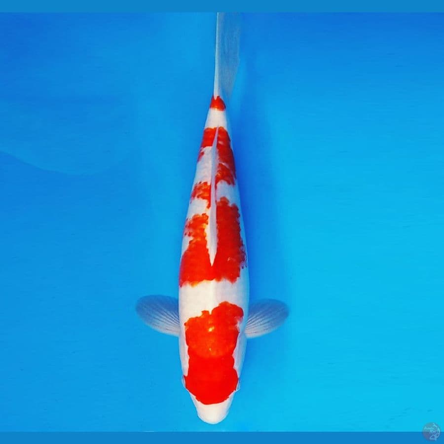 MAGOI 8 - KOHAKU KANOKO 37 cm/fm ®