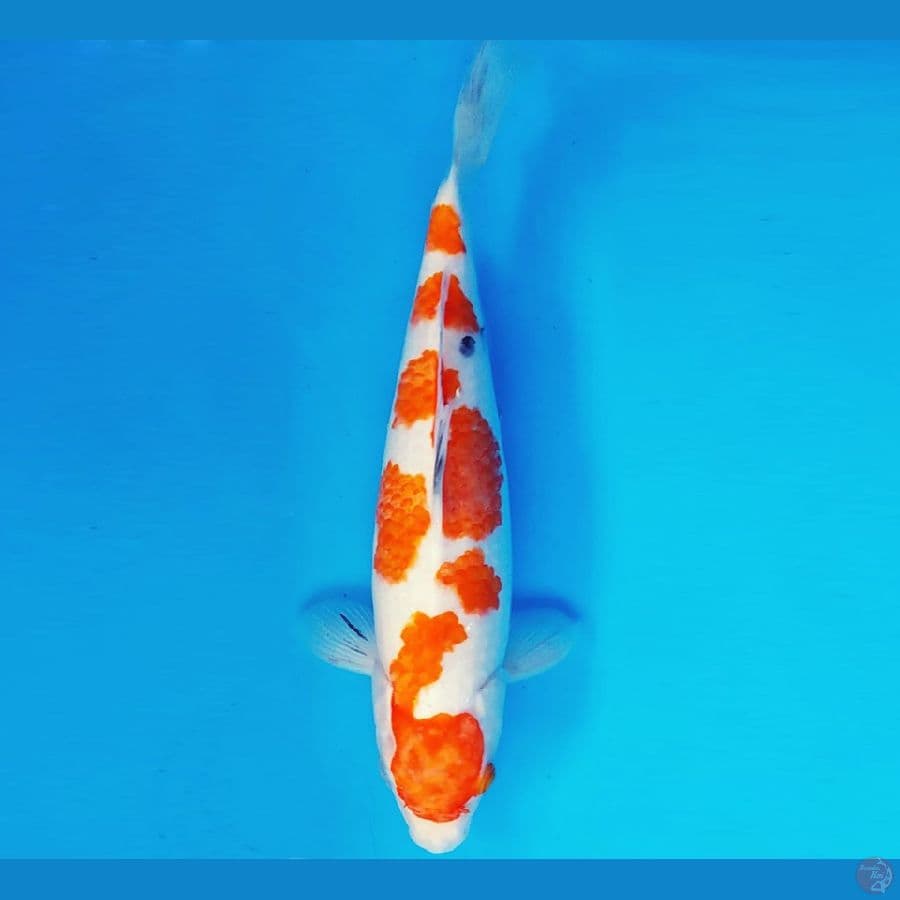 MAGOI 11 - SANKE 34 cm/fm ®
