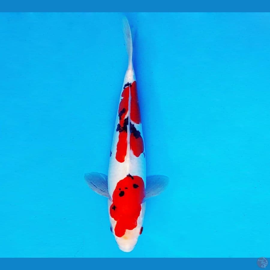 MAGOI 12 - SANKE DOITSU 29 cm/fm ®