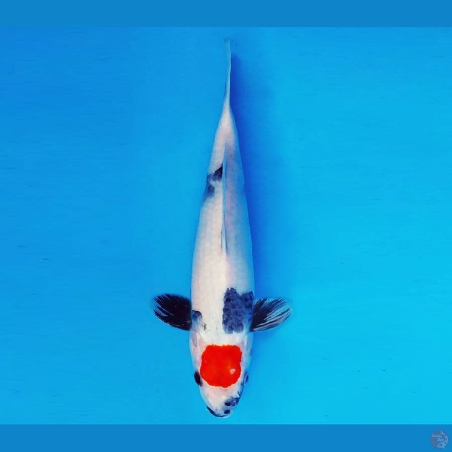 MAGOI 13 - TANCHO SHOWA 26 cm/fm ®