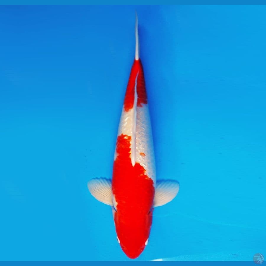 MAGOI 14 - KOHAKU GIN RIN 55 cm/fm ®