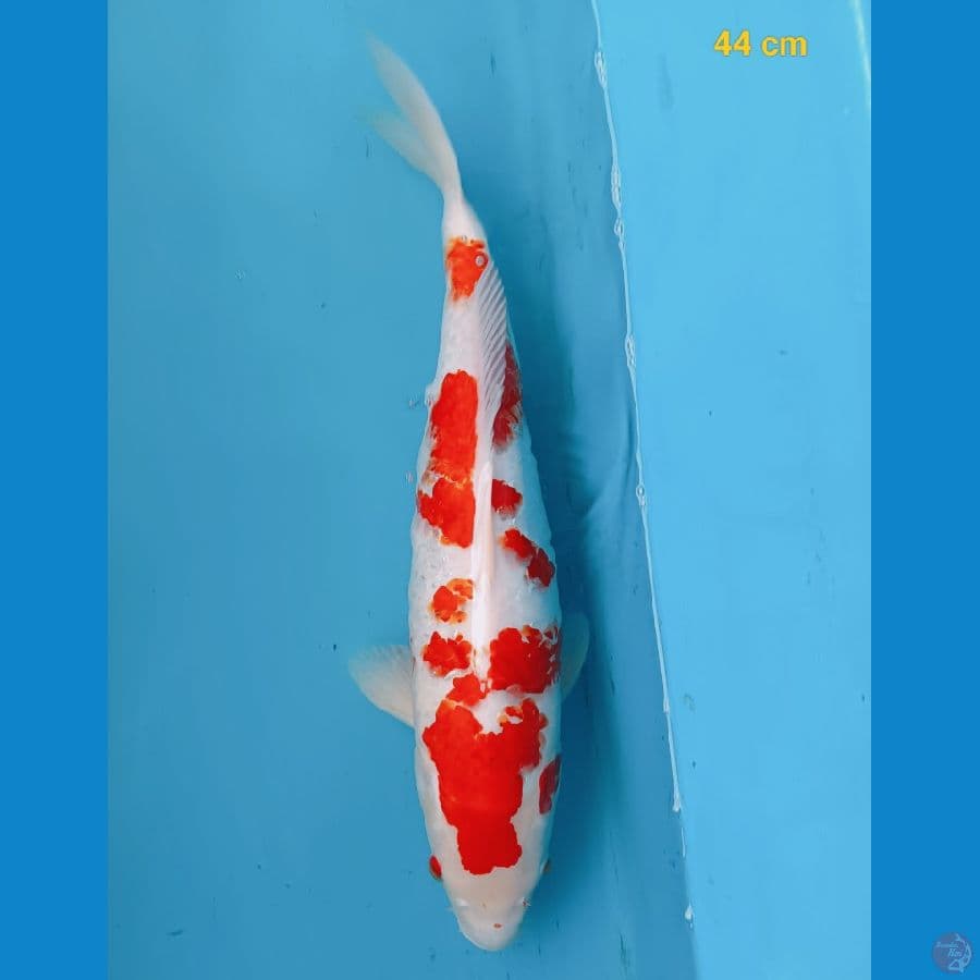 Sakura kohaku 44 cm