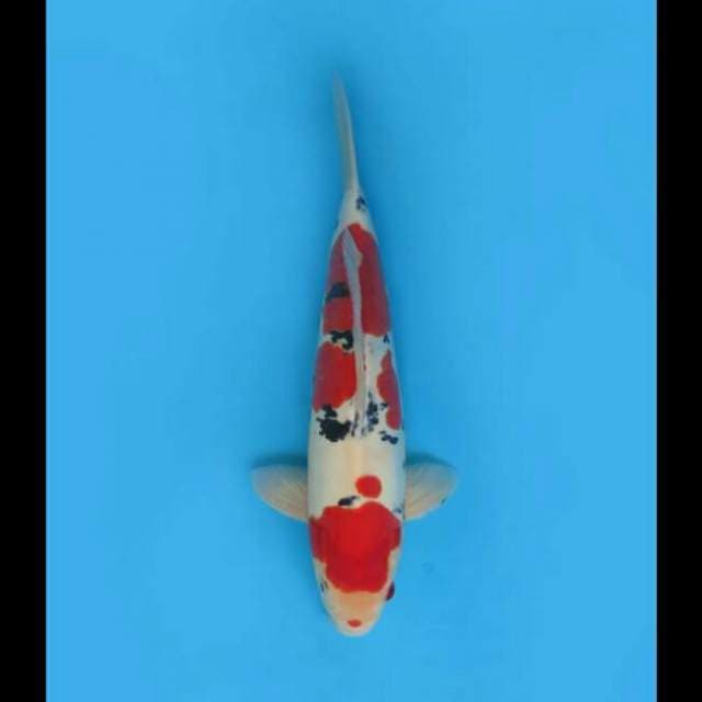 40cm Male - Sanke Doitsu Murni Sq