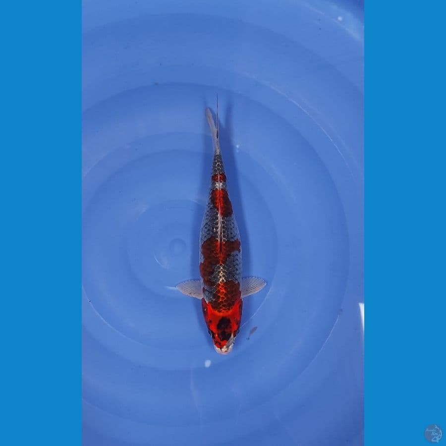 30 CM ~ KURO GOSHIKI