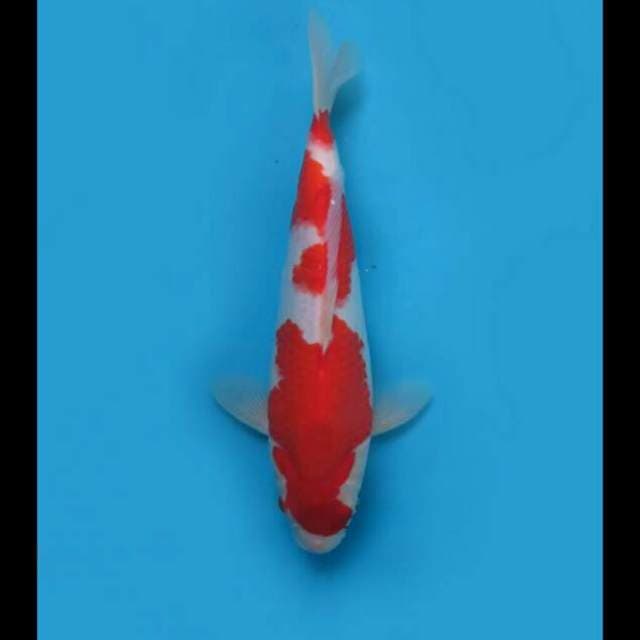 33cm Male - F1 Kohaku Original