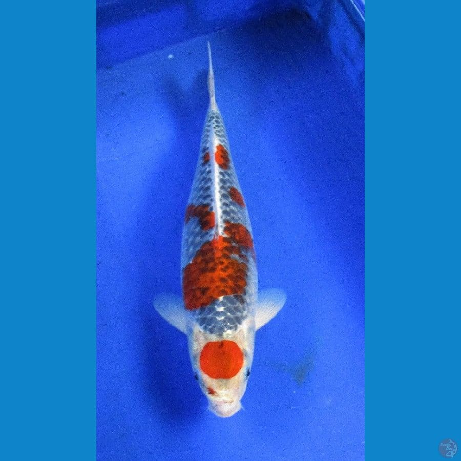 maruten goshiki ±38cm