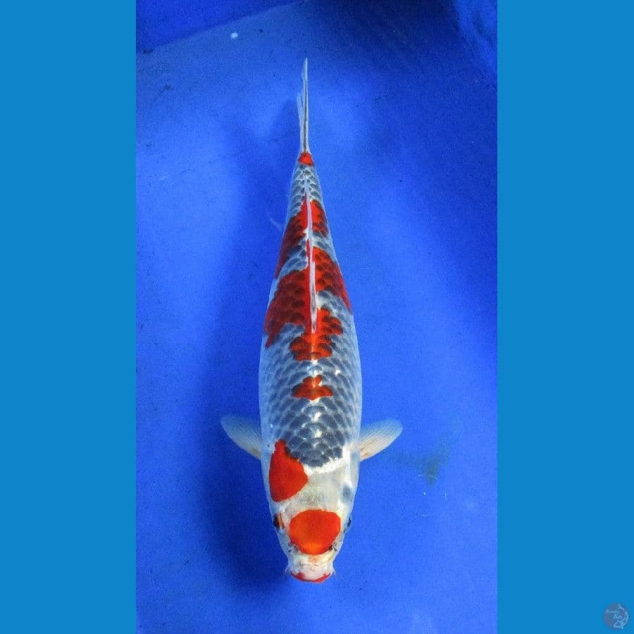 goshiki ±36cm