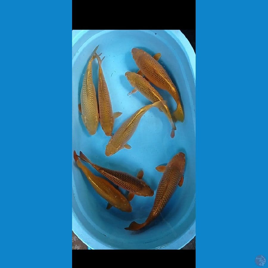 CHAGOI TEMBAGA 35-40 CM 8 EKOR