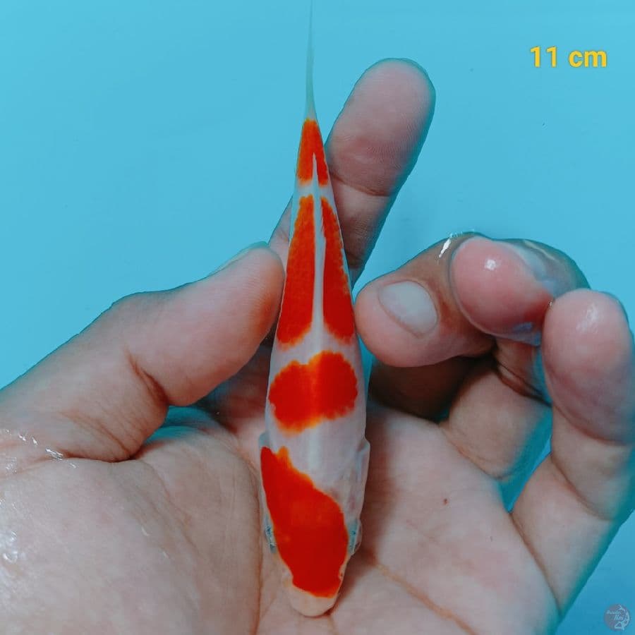 Ready Pasuruan 11 cm