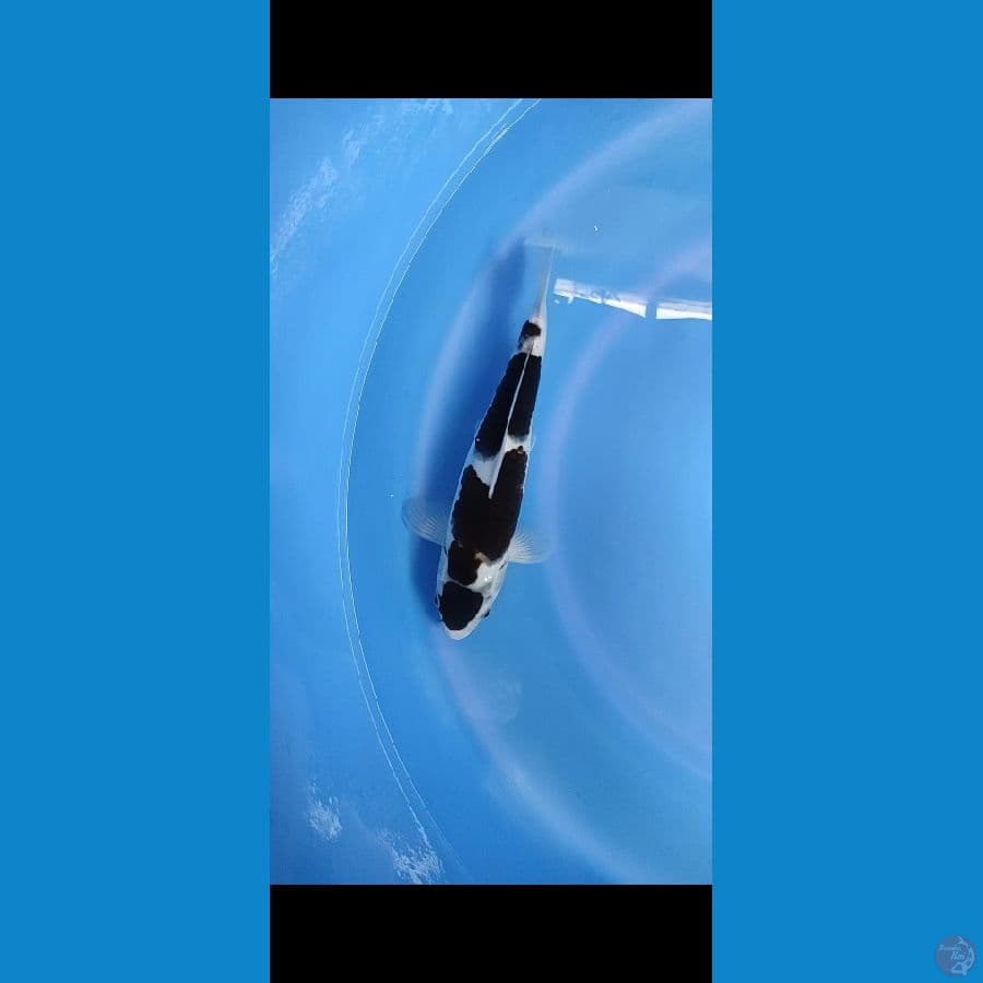 Original 28cm HQ