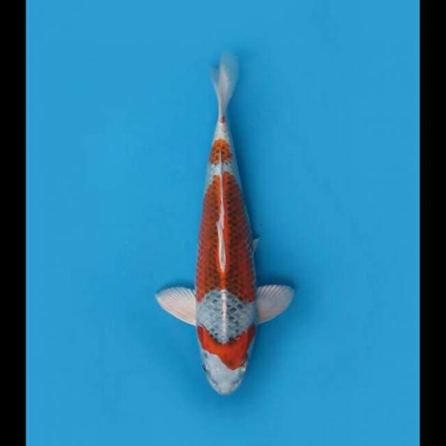 30cm Male - F1 Kujaku Sq