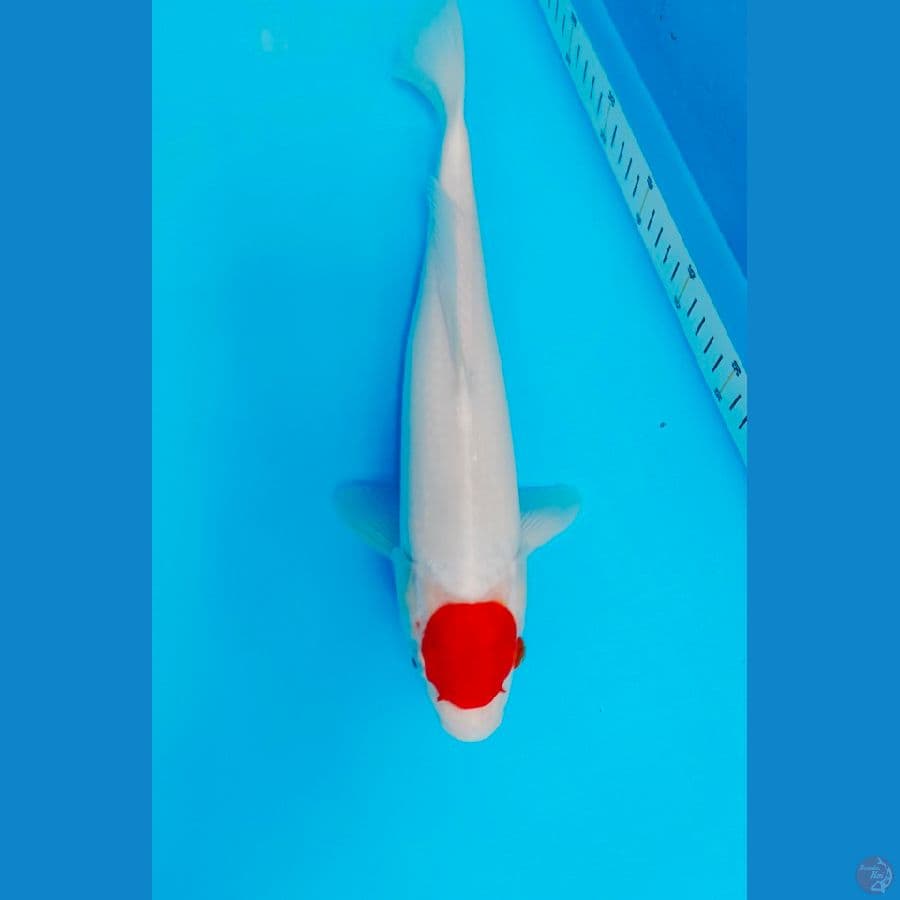 TANCO KOHAKU 35 CM