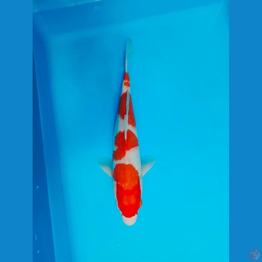KOHAKU 37 CM