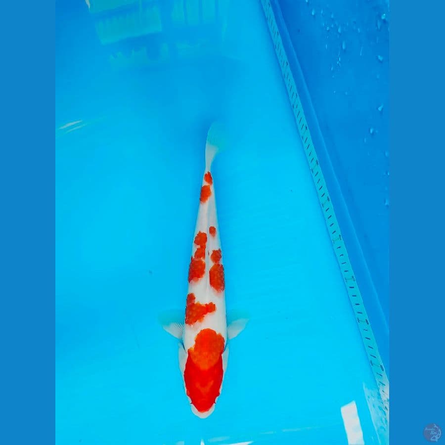 kohaku 36 cm