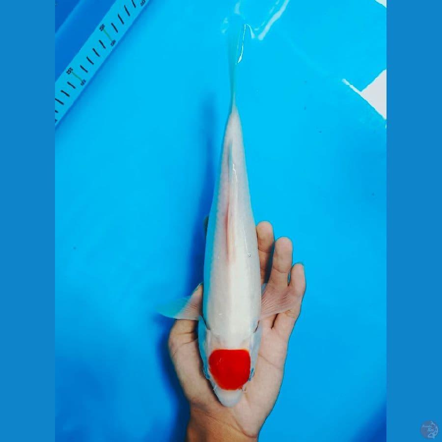 TANCO KOHAKU 31CM