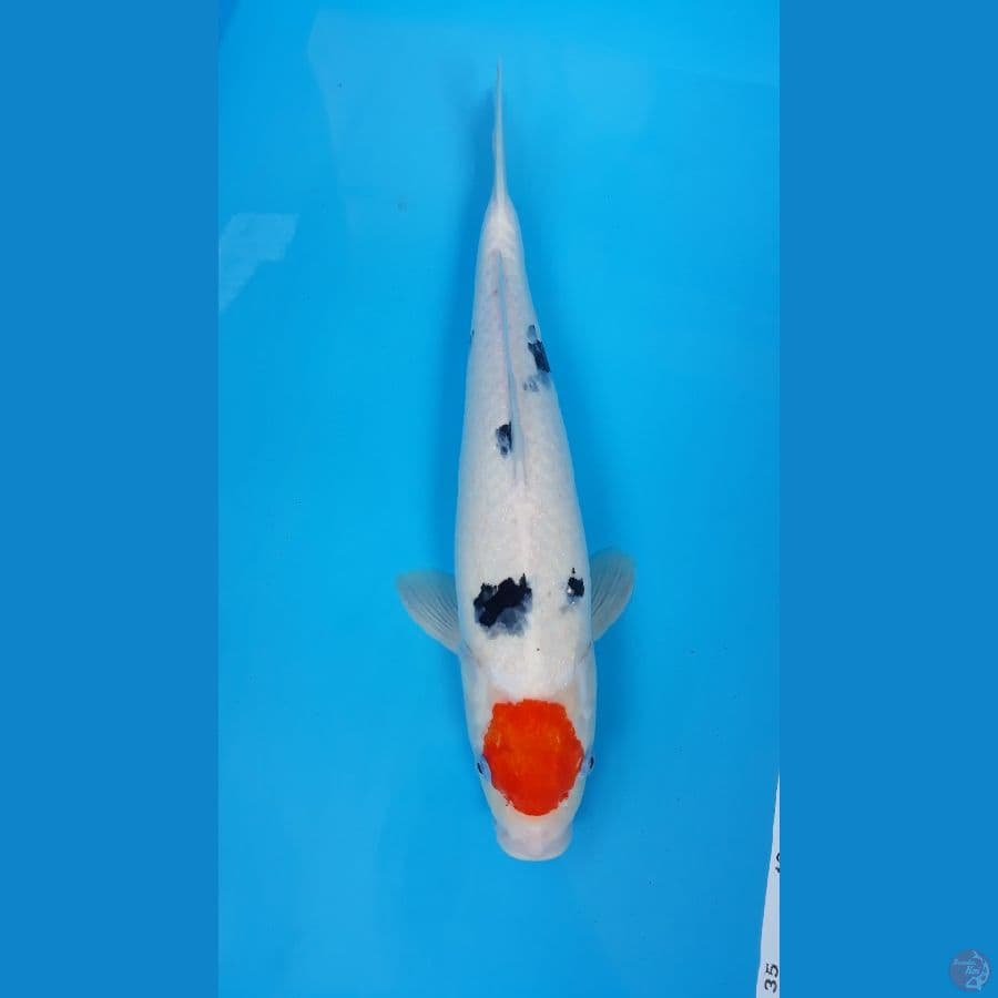Tc.Sanke 44cm Female