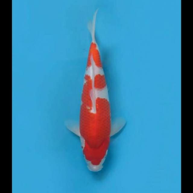 34cm Female - F1 Kohaku Bulky