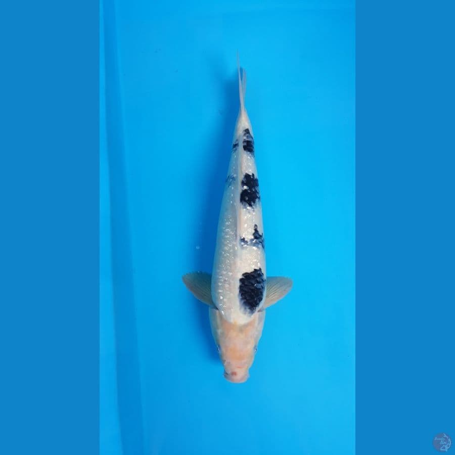 Shiro Ginrin Male 43cm